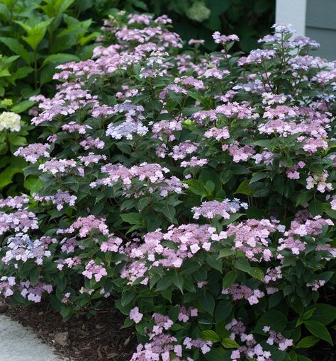 Tiny Tuff Stuff® Mountain Hydrangea - This dwarf Hydrangea sports clusters of long lasting blooms in summer. It is small enough to be planted in containers and large enough to be showy in borders. Blue or pink blooms in different soil pH. Tuff Stuff Hydrangea, Mountain Hydrangea, Hardy Hydrangea, Hydrangea Petiolaris, Hydrangea Serrata, White Flower Farm, Hydrangea Care, Hydrangea Paniculata, Hydrangea Macrophylla