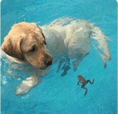 what the hell is that? Dogs Swimming, Labrador Yellow, Dogs Labrador, Labrador Funny, Dog Swimming, Golden Retriever Mix, A Frog, Dogs Golden Retriever, Golden Retrievers