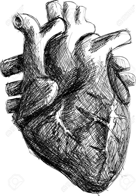 Human Heart Sketch, Realistic Heart Tattoo, Sketch Realistic, Realistic Heart, Heart Organ, Arte Doodle, Heart Sketch, Heart Drawing, Human Heart