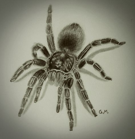 My drawing of a tarantula. I really enjoyed drawing this cute fuzzy fellow! Pencil. Freehand, based on a photograph. Made using a mechanical pencil, eraser pen, regular eraser and blending stump. Vignette added with my photo editing program. Tarantula Drawings, Tarantula Sketch, Tarantula Drawing, Eraser Pen, Blending Stump, Spider Drawing, Snake Drawing, Insect Tattoo, Observational Drawing