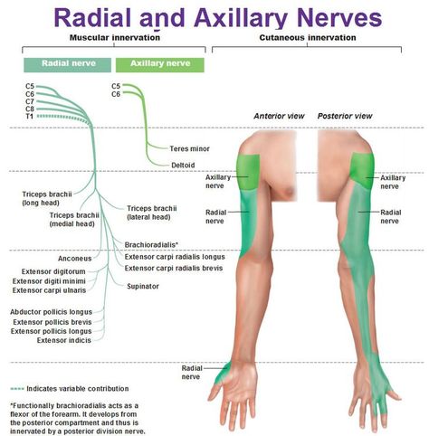 radial and axillary nerves muscular and cutaneous innervation Axillary Nerve, Pt School, Nerve Anatomy, Radial Nerve, Peripheral Nervous System, Muscle Anatomy, Human Anatomy And Physiology, Medical Anatomy, Hand Therapy