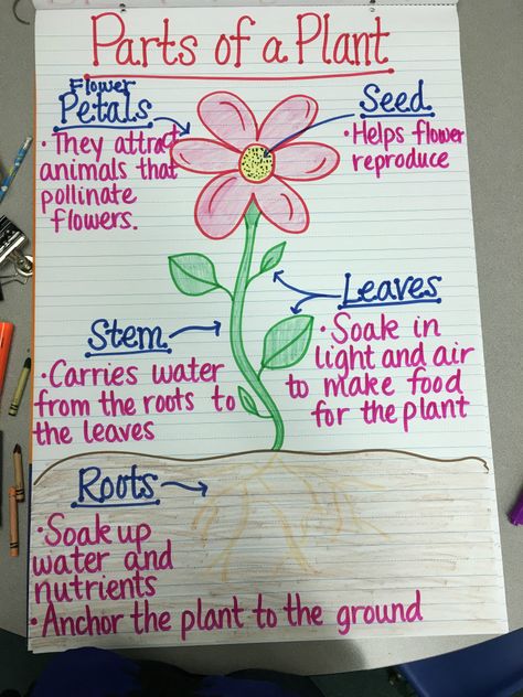 Teaching plant life cycle? Check out these creative and easy ways to teach your students about growing a seed in the classroom. Plants Life Cycle Activities, Chart Sheet, Teaching Plants, Plant Lessons, Plant Parts, Science Anchor Charts, Life Cycles Activities, Plant Activities, Plants Unit