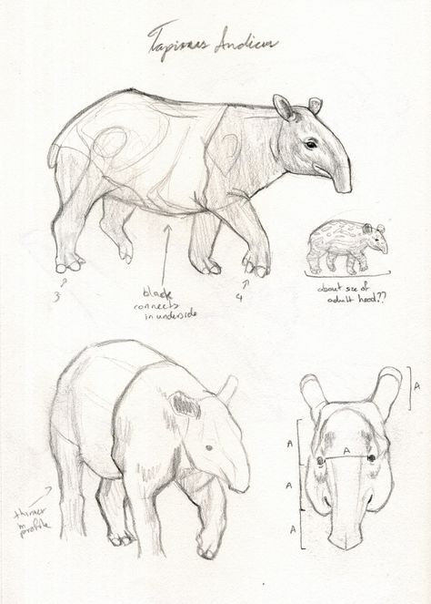 Tapir Sketch, Tapir Tattoo, Fox Drawing Reference, Tapir Drawing, Anteater Drawing, Tapir Illustration, Animals Sketch, Tier Tattoo, London Painting