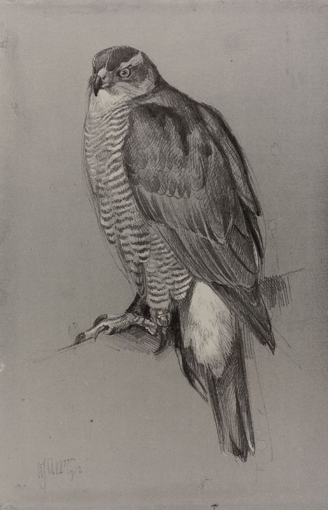 Goshawk H.J.Slijper Goshawk Drawing, Buzzard Drawing, Northern Goshawk, Eagle Drawing, Pencil Drawings Of Animals, Bird Drawing, Buzzard, Kestrel, Colored Pencil Drawing