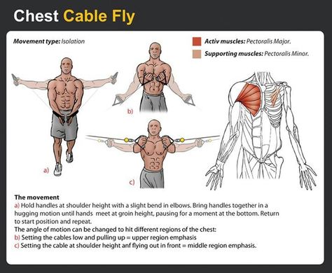 Flys are one of the top 3 Best Chest Exercises!  http://www.gympaws.com/workouts/chest-exercises/3-best-chest-exercises-to-build-a-bigger-chest/ Cable Flys, Flat Stomach Workout, Best Chest Workout, Pectoral Muscles, Big Biceps, Chest Muscles, Chest Workouts, Chest Workout, Belly Workout