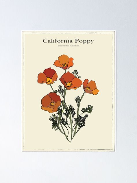 Plant Diagram, Diagram Poster, Poppy Botanical, Scientific Drawing, Illustration Botanical, Botanical Poster, California Poppy, Plant Drawing, Poster Poster