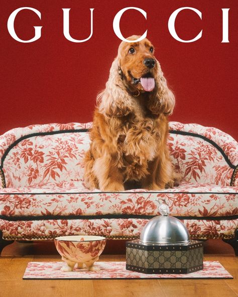 Gucci Pet, Members Club, Dog Wine, Dog Cafe, Dog Photoshoot, Hunt Club, Luxury Pet, Pet Fashion, Graphic Design Software