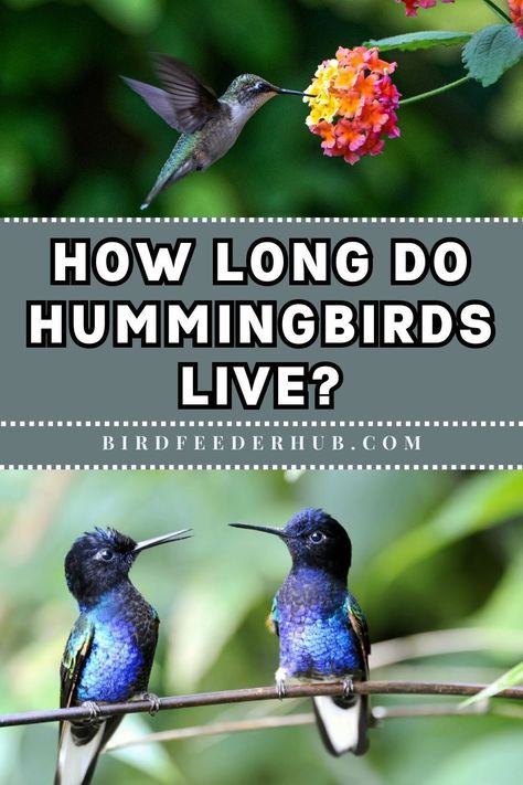 Hummingbird Feeder, Hummingbirds, Hummingbird Perch Diy, Hummingbird Garden Flowers, Hummingbird Bird Bath, Hummingbird Fountain, Baby Hummingbirds, Hummingbird Perch, Backyard Birds Watching