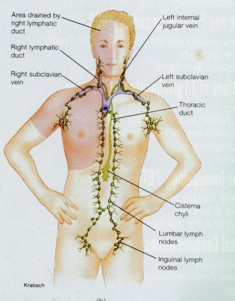 lymphatic drainage Thoracic Duct, Grapefruit Benefits, Medical Images, Reflexology Foot Chart, Reflexology Chart, Lymph Drainage, Lower Back Pain Exercises, Body Map, Cupping Therapy