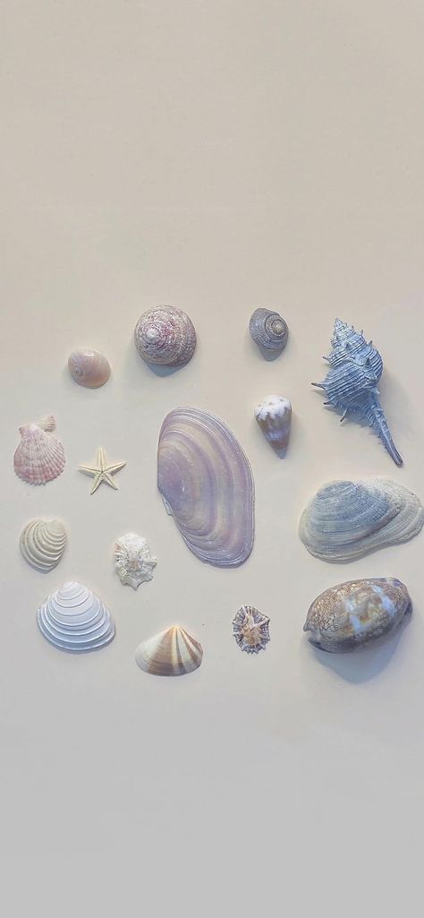 Seashell Iphone Wallpaper, Seacore Aesthetic Wallpaper, Sea Core Wallpaper, Sea Shell Wallpaper, Sea Wallpaper Aesthetic, Mermaid Aesthetic Wallpaper, Sea Shells Wallpaper, Ocean Aesthetic Wallpaper, Seashell Wallpaper