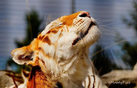 Bengal Tiger, A Tiger, Me Now, Looking Up, A Cat, Mac