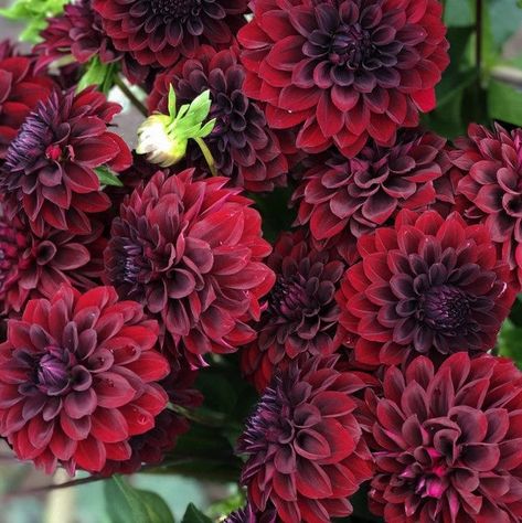 Black Dahlia Aesthetic, Black Satin Dahlia, Indoor Grow Lights, Garden Scissors, Short Vase, Growing Dahlias, Black Dahlia, Overwintering, Wedding Themes Fall