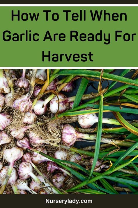 Harvesting garlic -
When to harvest garlic -
Garlic harvest signs -
How to harvest garlic -
Garlic bulb maturity -
Garlic plant care tips -
Harvesting garlic for storage -
Garlic harvest timing -
Harvesting garlic cloves -
Garlic harvesting techniques -
Plant maturity -
Harvest preparation -
Plant vitality -
Growth optimization -
Harvest timing -
Gardening wisdom -
Harvesting guidance -
Plant health -
Gardening advice -
Harvest improvement - When To Harvest Garlic, Harvest Garlic, Garlic, Signs, Art