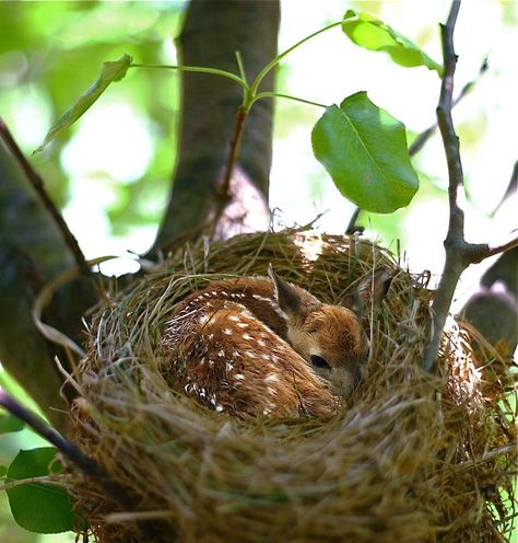 Mule Deer, Manx, The Nest, Baby Deer, Quarter Horse, Cute Creatures, Sweet Animals, Animal Photo, Nature Animals