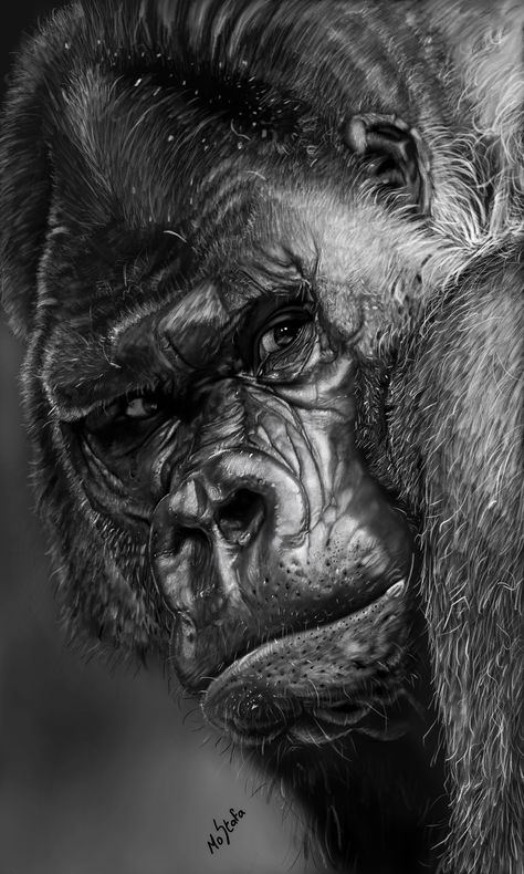 Gorilla Face Tattoo, Gorilla Art Drawing, Angry Gorilla Tattoo, Silverback Gorilla Art, Gorilla Photo, Gorilla Pictures, Gorilla Drawing, Gorilla Portrait, Angry Gorilla