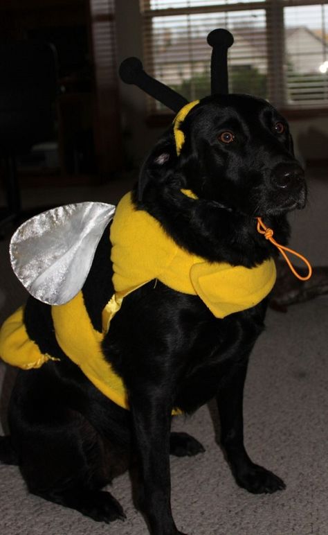 19 Costumes That Prove Labradors Always Win At Halloween Hippie Costume Halloween, Hippie Halloween, Bee Costume, Pet Halloween Costumes, Dog Halloween Costumes, Cute Halloween Costumes, Creative Halloween Costumes, Dog Costumes, Halloween Animals