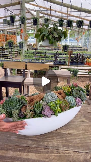 Suculentas Ideas Outdoors, Succulents Planter Ideas, Succulents Arrangements Indoor, Succulent Arrangements Ideas, Suculents Pot Ideas, Indoor Plant Arrangement Ideas, Succulent Arrangements Outdoor, Plant Arrangements Indoor, Green Arrangements