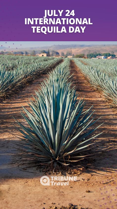 Let's celebrate International Tequila Day together! 🌵🥳 Enjoy this iconic drink and toast to its Mexican tradition 🌵🥳 Cheers! 🍹✨  #Tequila #InternationalTequilaDay #Health #TequilaLovers #Jalisco Jalisco Mexico Aesthetic, Jalisco Aesthetic, Guadalajara Aesthetic, Mexican Board, Tequila Jalisco, Tequila Day, Mexican Traditions, Vacation Aesthetic, Morning News