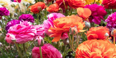 Growing ranunculus in zone 8 and 9 Growing Ranunculus, Perennials Flowers, Ranunculus Garden, Garden Magazine, Hydrangea Bloom, Ranunculus Flowers, Landscape Plants, Zone 9, Cut Flower Garden