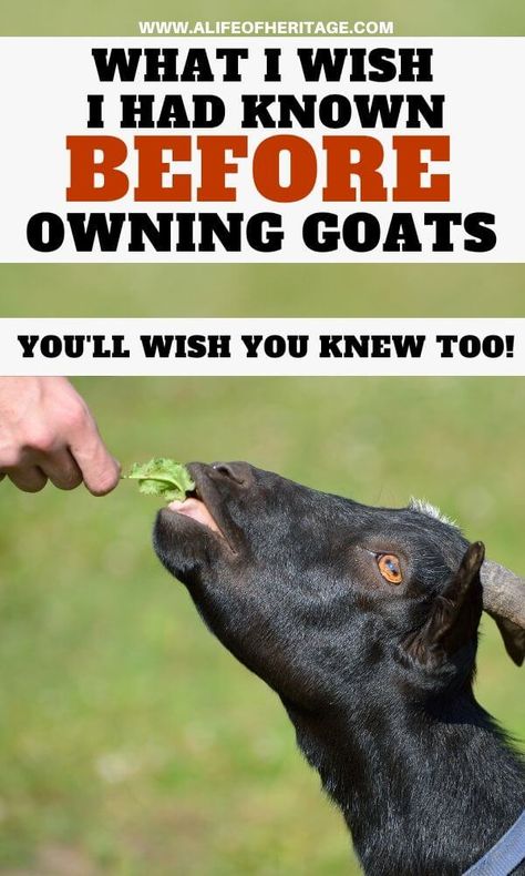 Owning Goats, Goat Feeder, Keeping Goats, Goat Health, Goat Pen, Homesteading Animals, Happy Goat, Pet Goat, Goat House