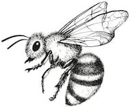 Bee Vector, Bee Sketch, Tattoo Care Instructions, Bee Images, Bee Drawing, Realistic Temporary Tattoos, Monochrome Illustration, Bee Painting, Tattoo Care