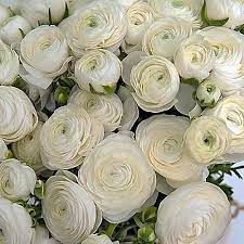 White Ranunculus Bouquet, Italian Ranunculus, White Centerpieces, Ranunculus Bouquet, Moonlight Garden, White Ranunculus, White Centerpiece, Patio And Garden, White Gardens