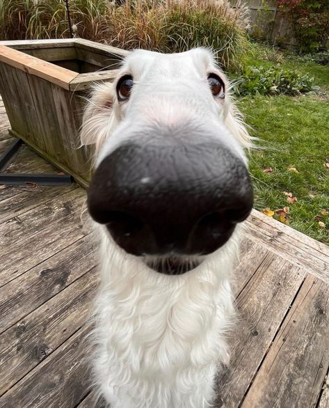 WeRateDogs® (@dog_rates) / Twitter Borzoi Dog Funny, Funny Borzoi, Borzoi Funny, Borzoi Cute, Silly Borzoi, Long Nose Dog, Borzoi Puppy, Borzoi Dog, Goofy Dog