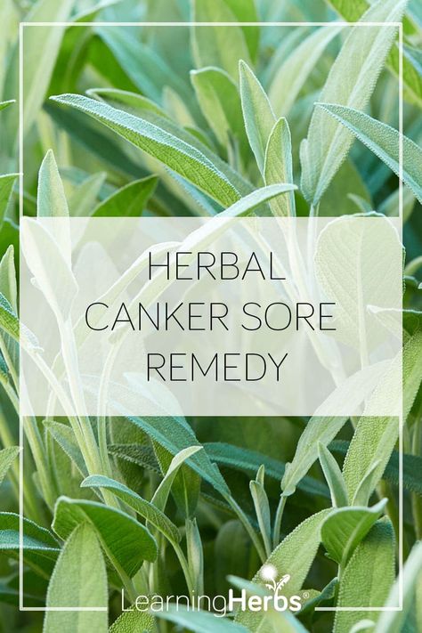 Culinary Sage can do that?! A Natural Canker Sore Remedy Natural Canker Sore Remedy, Canker Sore Home Remedies, Canker Sore Remedy, Lemon Balm Tincture, Herbal Medicine Recipes, Herbal Remedies Recipes, Elderberry Gummies, Herbal Salves, Mountain Rose Herbs