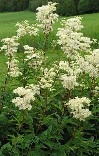 Meadowsweet - The Lost Herbs Filipendula Vulgaris, Filipendula Ulmaria, Fairy Realm, Bog Garden, Garden Wood, Hunting Game, Fragrant Plant, Wild Edibles, Rose Family