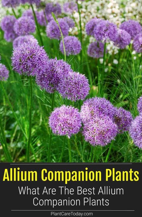 Landscaping With Alliums, Allium In Containers, Allium Planting Ideas, Alliums And Lavender, Allium Landscaping Ideas, Companion Planting Alliums, Allium Flower Bed, Drumstick Allium Flowers, Purple And Green Garden Ideas