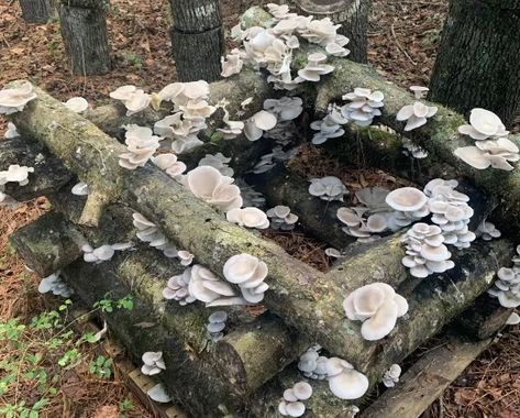 5 of the Best Mushrooms to Grow on Logs | North Spore Growing Mushrooms Outdoors, Mushroom Knowledge, Mushroom Logs, Best Mushrooms, Garden Education, Mushroom Farming, Food Shortage, Mushroom Farm, Grow Mushrooms