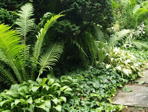 Dwarf hemlock, hosta, ferns, and ivy Ostrich Ferns And Hostas, Ferns And Hostas, Ostrich Ferns, Rock And Stone, Deer Resistant Plants, Fern Plant, Garden Tours, Perennial Garden, Garden Structures