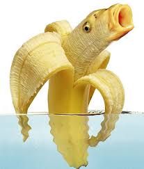 Animal Mashups, Photoshopped Animals, Banana Art, A Banana, Top Funny, Fishing Humor, Food Humor, Funny Images, Funny Animals