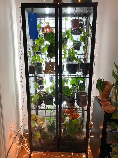 Milsbo Greenhouse, Ikea Indoor Garden, Milsbo Cabinet, Ikea Glass Cabinet, Ikea Fabrikor, Ikea Milsbo, Ikea Greenhouse Cabinet, Plant Cabinet, Ikea Greenhouse