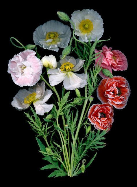 Ellen Hoverkamp Photography Daffodil Bouquet, August Garden, Poppy Bouquet, White Poppy, Tulips Garden, Tulip Bouquet, Summer Bouquet, Purple Tulips, David Austin Roses