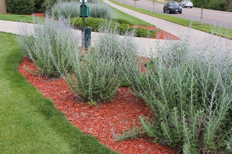 Crazy Blue Russian Sage, Russian Sage Border, Succulent Yard, Front Flower Bed Ideas, Hillside Gardens, Sage Bush, Front Flower Bed, Backyard Terrace, Front Flower Beds