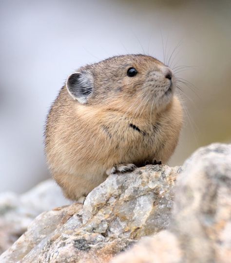 Rhamphotheca — American Pika Closely related to the rabbit,... Bunnies Pictures, American Pika, Nevada Mountains, High Mountain, Sierra Nevada Mountains, Bunny Rabbits, Super Cute Animals, Like Animals, Amazing Animals