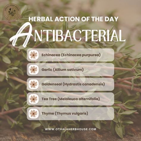 Antibacterial herbs contain compounds that inhibit the growth of bacteria or kill them outright. These herbs have been used for centuries to treat infections, prevent illness, and promote healing. They can be particularly useful in situations such as: 🌿 Treating Respiratory Infections: Herbs like Echinacea and Thyme can help alleviate symptoms of colds and respiratory infections. 🌿 Wound Healing: Lavender, Honey, and Tea Tree Oil are effective in preventing infections in cuts, scrapes, and o... Herbalist Remedies, Antibacterial Herbs, Honey And Tea, Bacterial Cell, Allium Sativum, Heal Thyself, Medicinal Herbs Garden, Medical Procedures, Herbs Garden