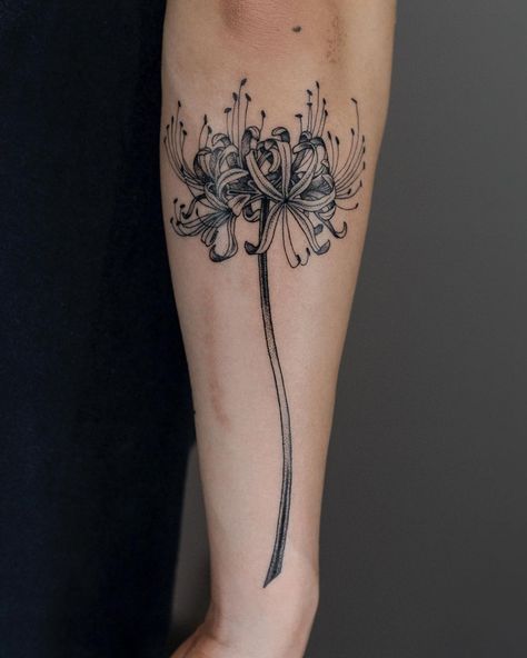 Lily Tattoo Ideas, Spider Lily Tattoo, Lillies Tattoo, Lily Flower Tattoos, Bamboo Tattoo, Lavender Tattoo, Red Spider Lily, Spider Lily, Flash Tattoo Designs