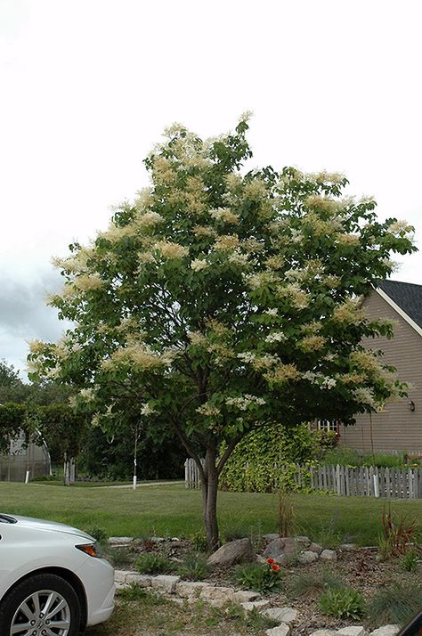 Japanese Tree Lilac (Syringa reticulata) at The Growing Place Syringa Reticulata, Lilac Syringa, Glen Echo, Landscape Nursery, Japanese Tree, Backyard Landscaping Plans, Specimen Trees, Landscaping Supplies, Garden Centre