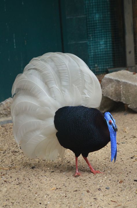 Faisán coliblanco o faisán de Bulwer (Lophura bulweri) es una especie de ave galliforme de la familia Phasianidae endémica de la isla de Borneo. No se reconocen subespecies. Gamebirds, Weird Birds, Kinds Of Birds, Unusual Animals, Rare Birds, Funny Birds, Nature Birds, Weird Creatures, Exotic Birds