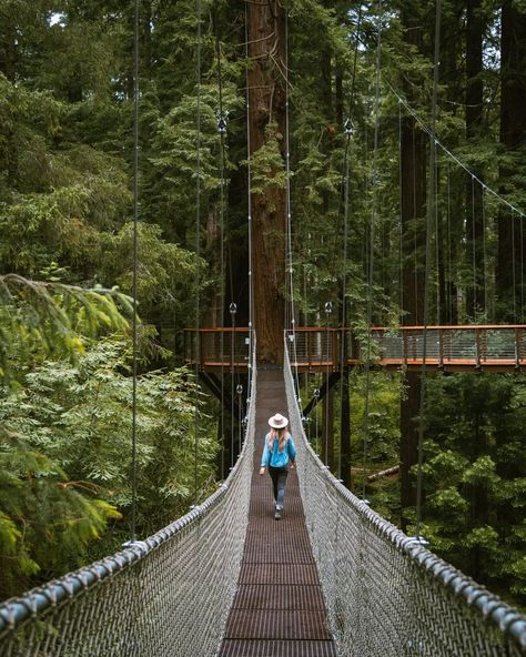 Top 15 Redwood National and State Parks Destinations | Ultimate guide » Miss Rover Redwoods National Park, Redwood National And State Parks, Eureka California, Granola Style, Sky Walk, Oregon Road Trip, Redwood National Park, California Road Trip, Redwood Tree