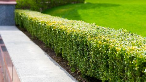 Mailbox Landscape, Hedge Ideas, Border Landscape, House Mailbox, Edge Ideas, Fence Border, Lily Turf, Landscape Backyard, Garden Edging Ideas