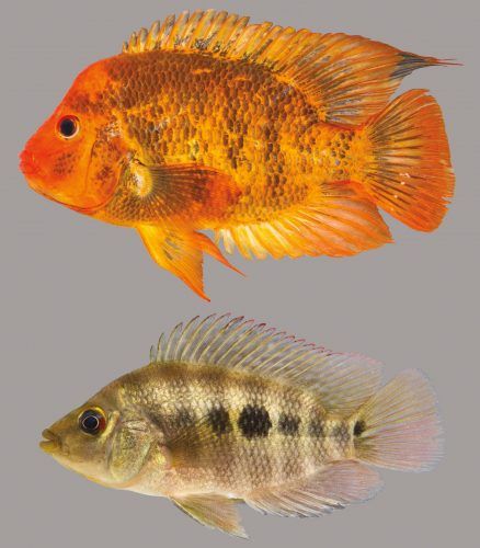 The Midas cichlid (Amphilophus citrinellus) is a member of the cichlid and tilapia family. Large individuals become reddish-orange with many gray-black scales or large black blotches on the back or side. See more Florida freshwater fish in this online guide!  #FamilyCichlidae #FloridaFish #Fishing #FreshwaterID #FishID Keyhole Cichlid, African Chiclid Fish, Convict Cichlids, Midas Cichlid, Fish Gallery, Florida Fish, Fire Mouth Cichlid, Monster Fishing, Tropical Freshwater Fish