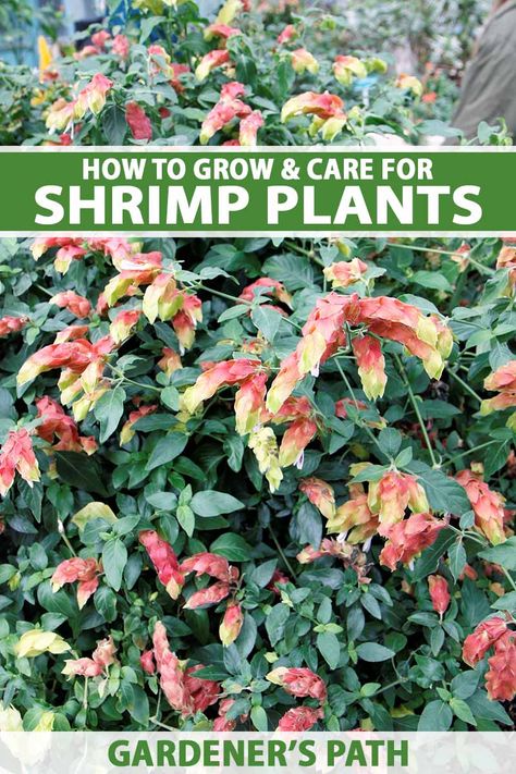 Bedroom Plant Ideas, Shrimp Plants, Wall Hanging Plants Indoor, Garden Design Tropical, Full Sun Container Plants, Shrimp Plant, Tropical Core, Indoor Plants Styling, Porch Plants