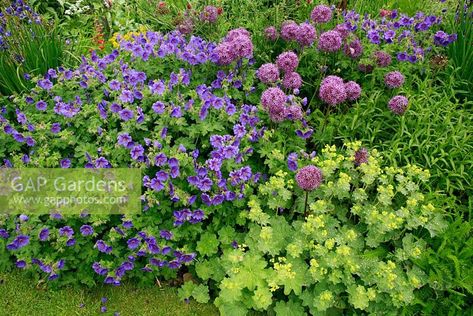 Ladys Mantle, Alchemilla Mollis, Cranesbill Geranium, Lady's Mantle, Companion Plants, Lawn Edging, Plant Photography, Green Garden, Companion Planting