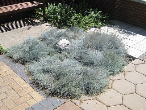 Click to view a full-size photo of Blue Fescue (Festuca glauca) at Tagawa Gardens Festuca Glauca, Blue Oat Grass, Garden Border Edging, Blue Fescue, Soil Type, Parker Colorado, Low Water Gardening, Growing Grass, Alpine Garden