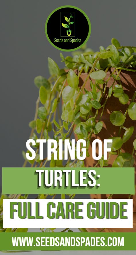 String of turtles is a vining, semi-succulent plant with a slow growth pattern. It reaches a maximum height of 4 inches, and the vines can grow up to 12 inches in length. Each leaf is small and is shaped like a concave circle, closely resembling a turtle shell. In this article, you’ll learn how to care for a string of turtles so it can become a vibrant addition to your indoor jungle! #stringofturtles #houseplants #indoorgardening Turtle Vine, String Of Turtles, Best Hand Tools, Turtle Care, Planting Succulents Indoors, Modern Gardens, Herb Containers, Gardening Projects, Diy Planter Box