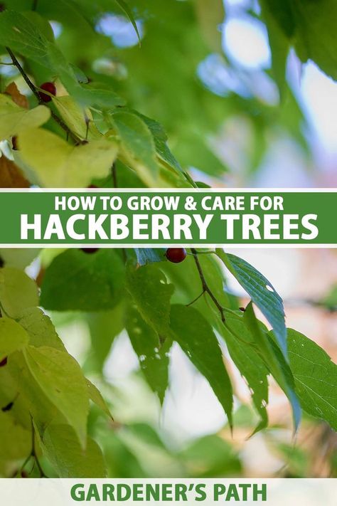 Versatile, leafy, and easygoing, hackberry trees thrive in locations where most other trees can’t. These large specimens grow rapidly to provide shade, produce colorful berries, attract birds and butterflies, and display iconic bark. Learn how to grow Celtis occidentalis now on Gardener's Path. #hackberry #gardenerspath Celtis Occidentalis, Hackberry Tree, Vegetable Benefits, Tree Identification, Birds And Butterflies, How To Attract Birds, Bedding Plants, Colorful Garden, Landscape Trees