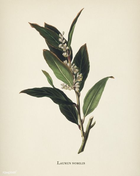 Public Domain | Bay laurel (Laurus nobilis) illustration from Medical Botany (1836) by John Stephenson and James Morss Churchill. Laurel Leaves Drawing, Bay Laurel Tattoo, Bay Leaves Tattoo, Laurel Tattoo, Herb Tattoo, Laurel Plant, Bay Laurel Tree, Plant Printable, Bay Laurel